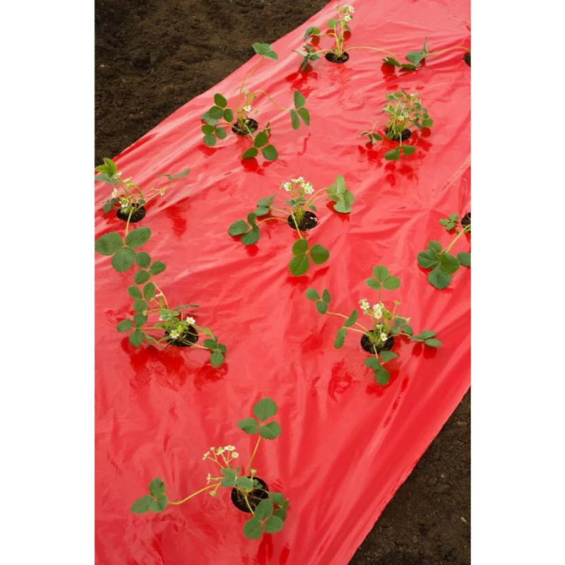 Film de paillage pour Fraises 25µ - l. 0,95m - L. 5 ou 10m