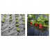 Film de paillage pour potager 16 trous - 1,50 x 1000m