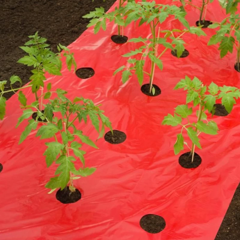 Film de paillage pour Tomates 25µ - l. 0,95m - L. 10m