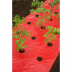 Film de paillage pour Tomates 25µ - l. 0,95m - L. 10m