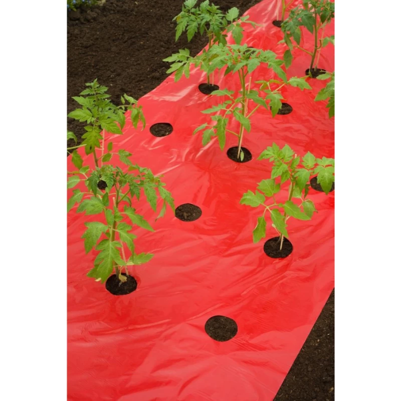 Film de paillage pour Tomates 25µ - l. 0,95m - L. 10m