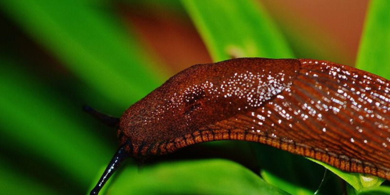Lutter contre les limaces et les escargots
