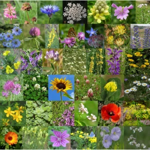 Jachère de fleurs mellifères - 400g