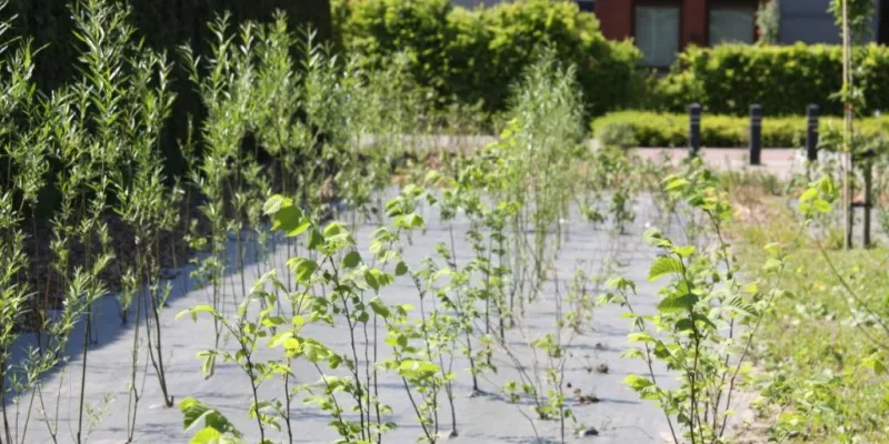 Différences entre toile de paillage et géotextile