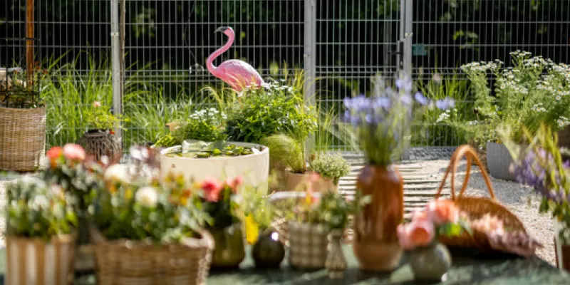 Quels végétaux choisir pour votre terrasse ?