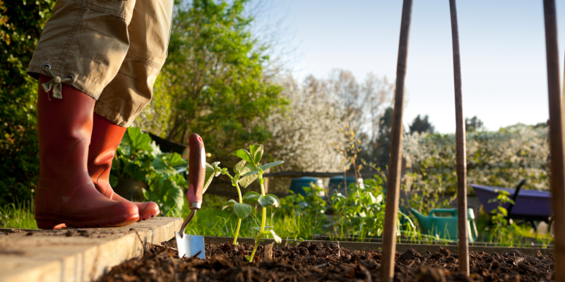 Que faire au potager de fin avril à fin mai ?