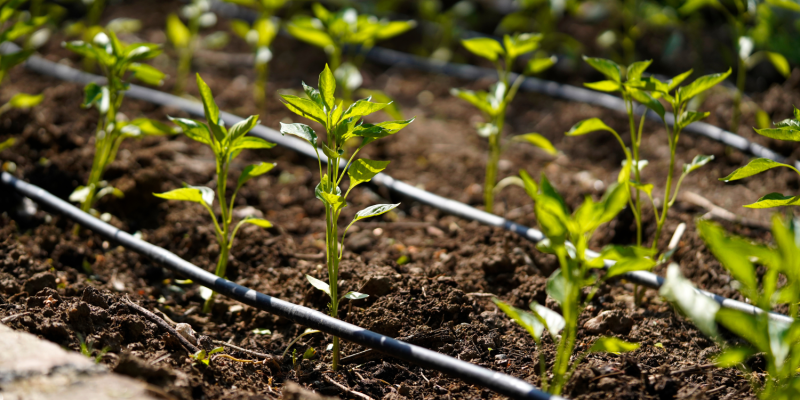 Comment installer votre arrosage goutte à goutte ?