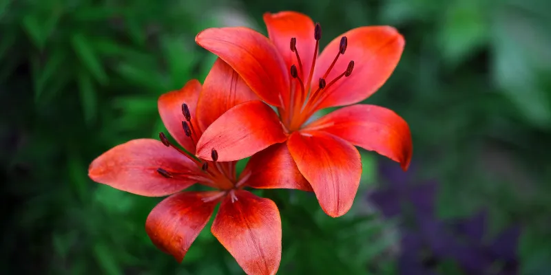 Comment créer un jardin exotique ?