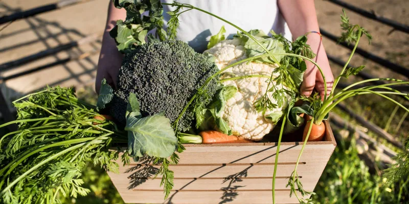 Le premier potager
