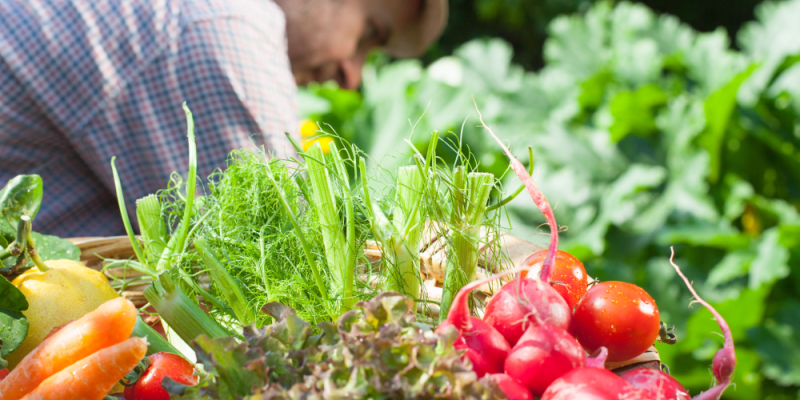 Que faire au potager en août ?
