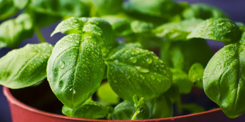 Herbes aromatiques au balcon
