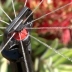 Mini-arroseur Frame Jet - Antelco