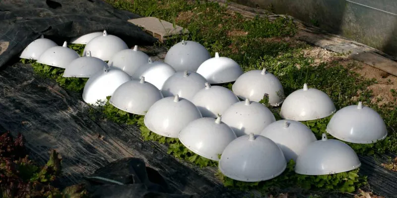 La cloche à blanchir : un outil simple pour des salades savoureuses