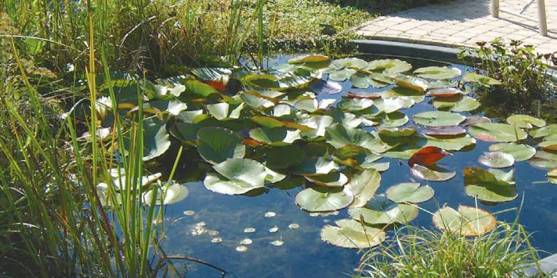 Comment choisir votre bassin