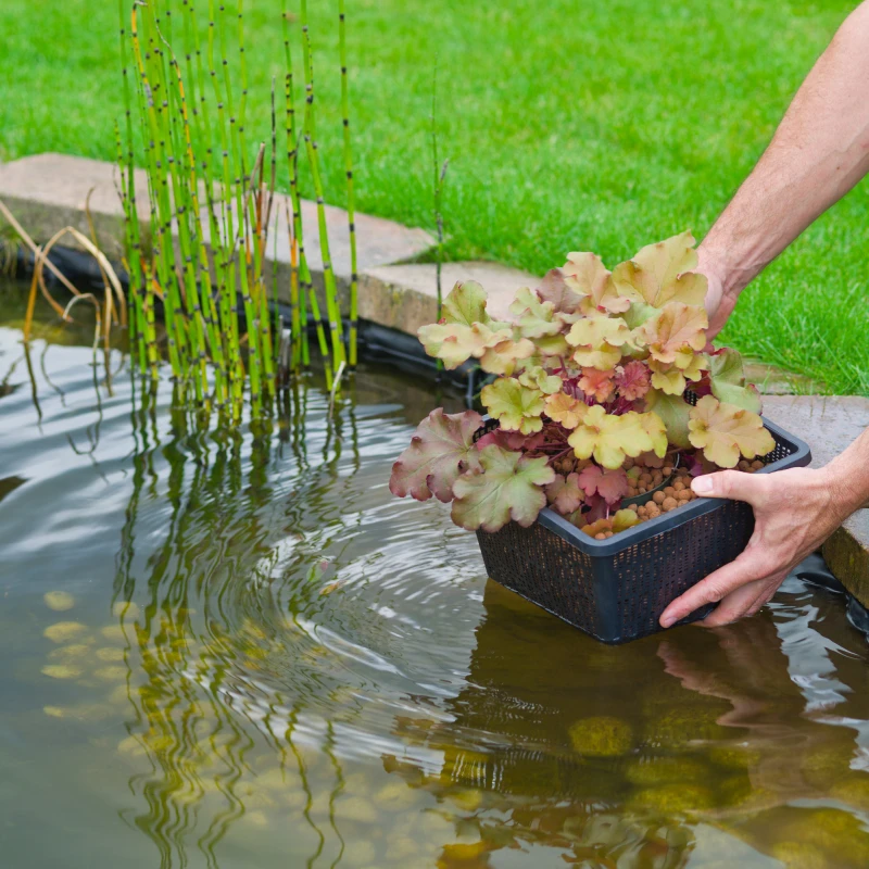 Panier pour plante de bassin - carré