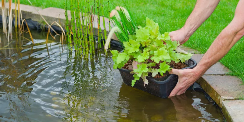 Installer des plantes aquatiques