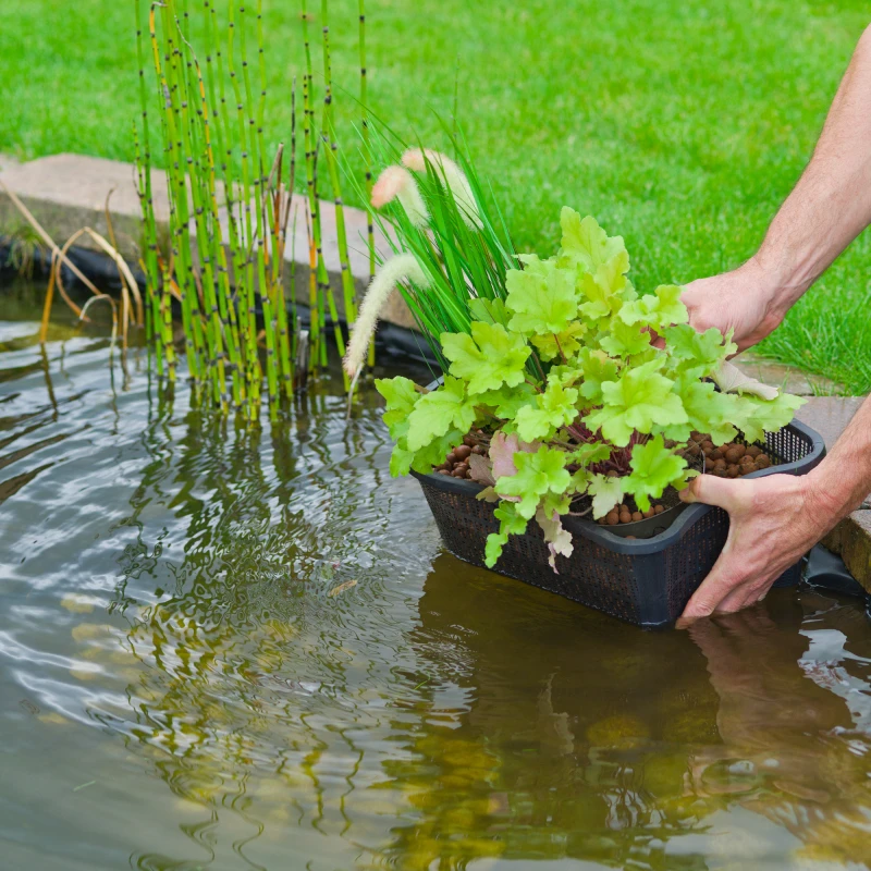 Panier pour plante de bassin ovale -  H 15 x 40 x 24 cm