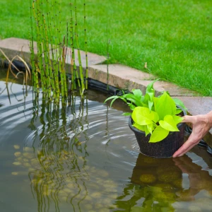 Panier pour plante de bassin - rond