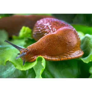 Anti limaces et escargots bio - 1kg - DCM