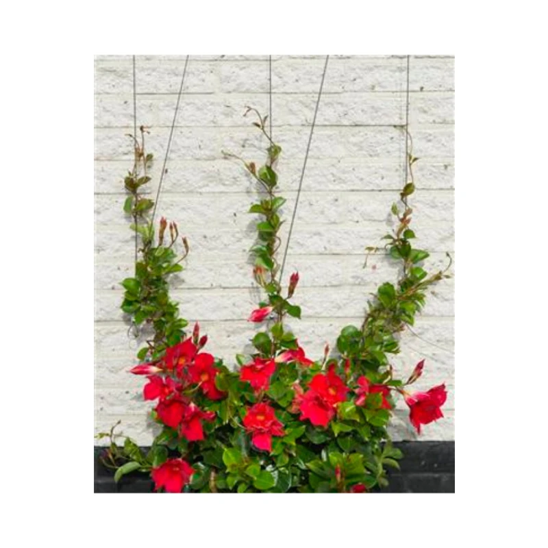 Kit de palissage pour plantes