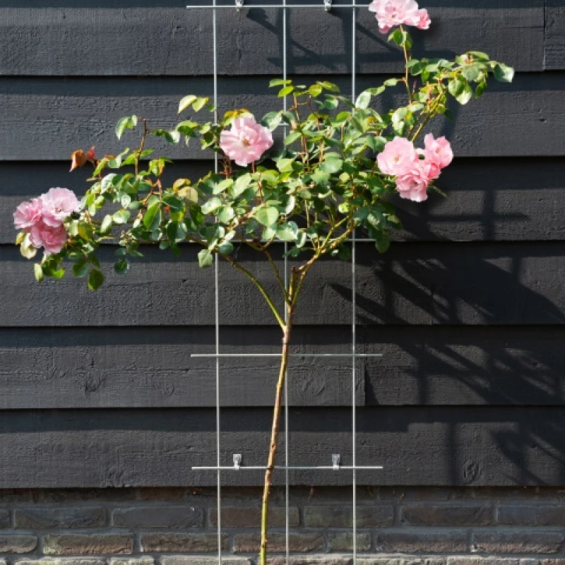 Treillis en acier pour plante grimpante H145cm