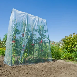 Film de croissance pour tunnel à tomates - 4m x 3,50m