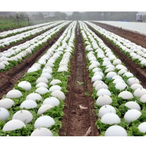 Cloche à blanchir pour salade