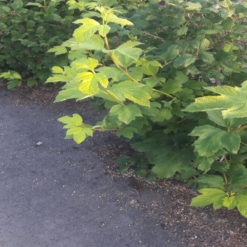 Feutre de paillage Agromat PLA 155gr/m² - 100m