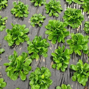 Film de paillage pour mâche 48 trous - 1,50m x 1000m