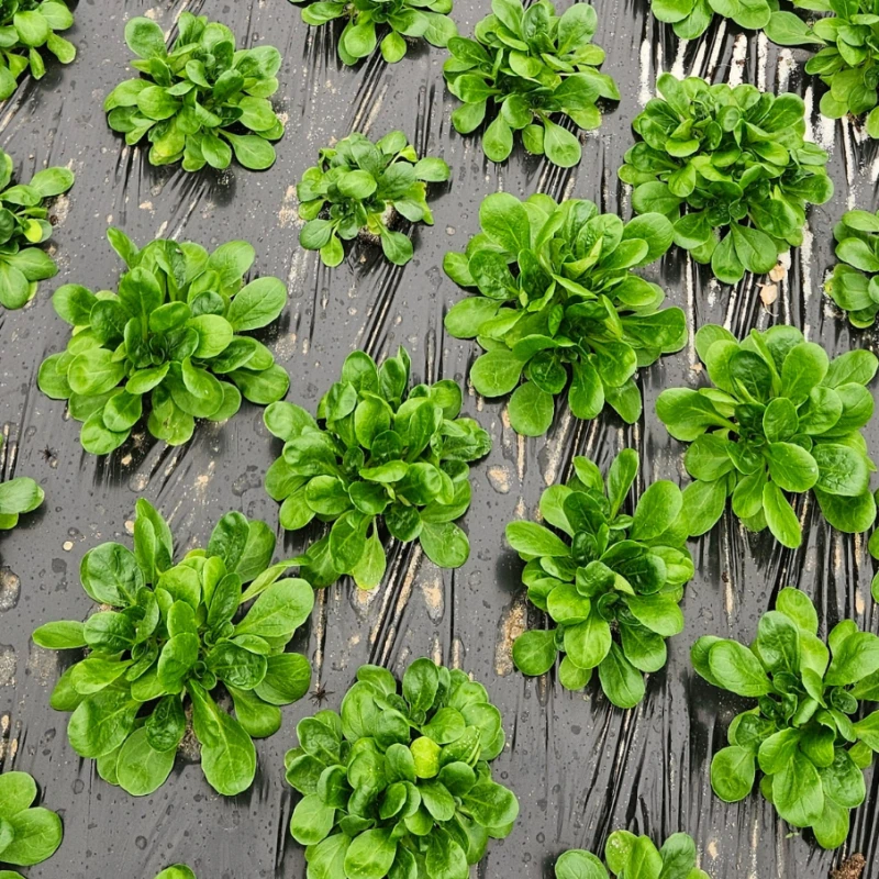 Film de paillage pour mâche 48 trous - 1,50m x 1000m