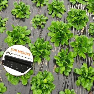 Film de paillage pour mâche 48 trous - Largeur  1,50m - à la coupe