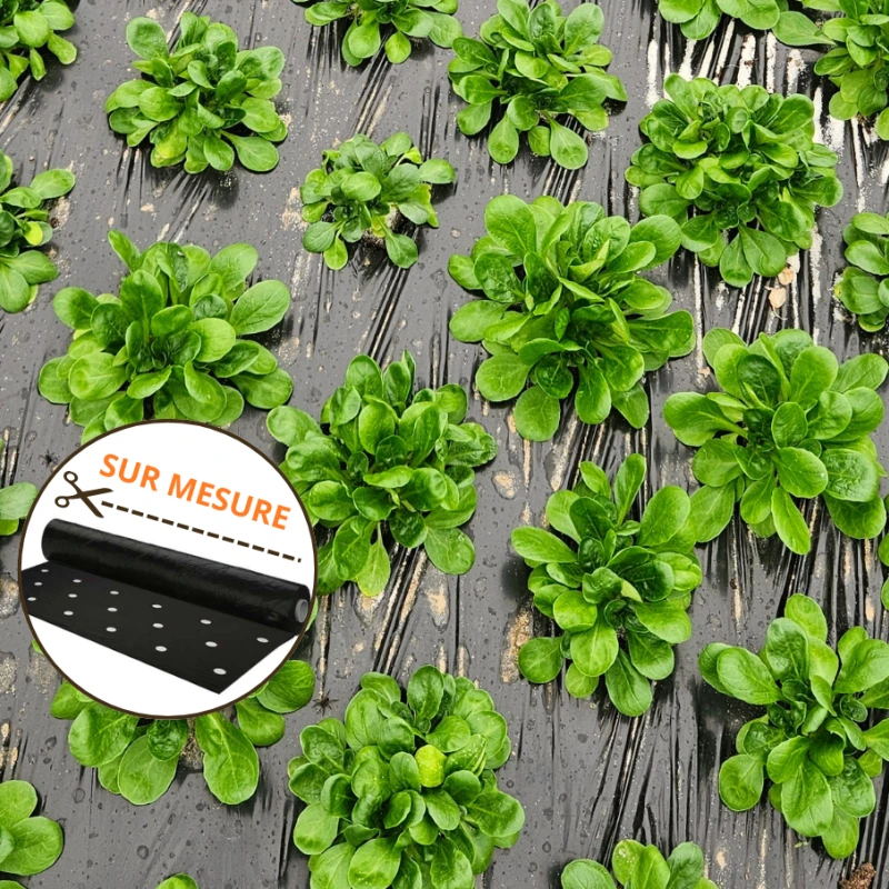 Film de paillage pour mâche 48 trous - Largeur  1,50m - à la coupe