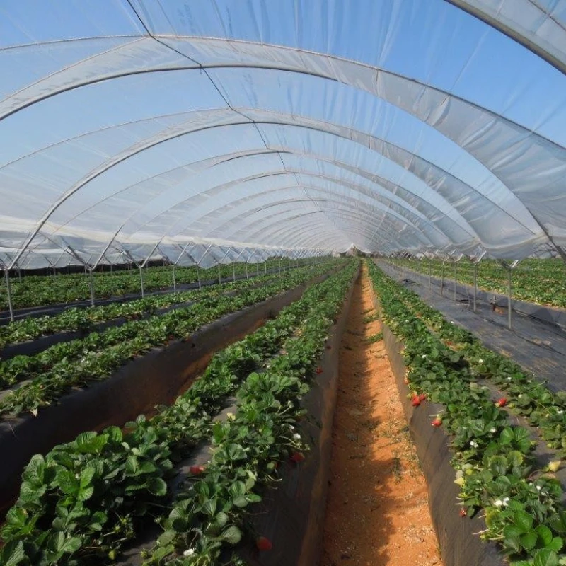 Echantillon gratuit film mini tunnel et serre - 20x10cm