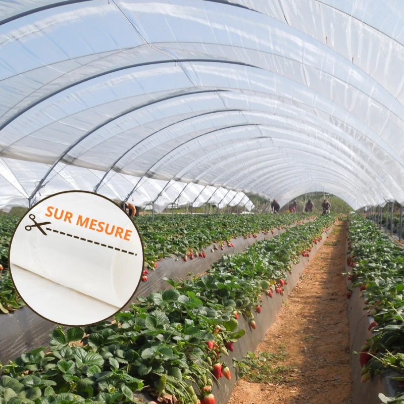 Film de serre professionnel Diffusant Triclaro HD SR 180µ - à la coupe