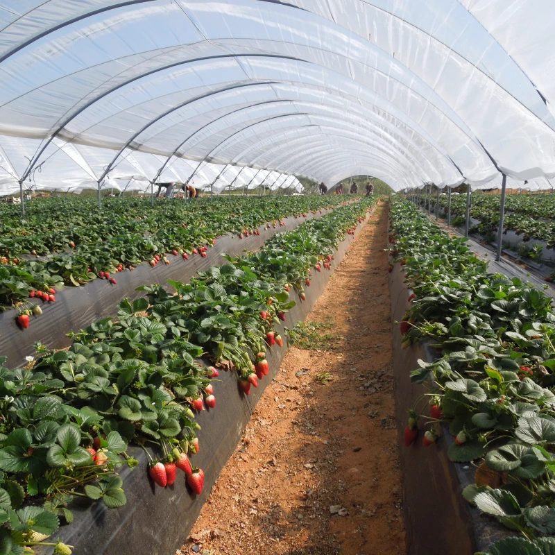 Echantillon gratuit film mini tunnel et serre - 20x10cm