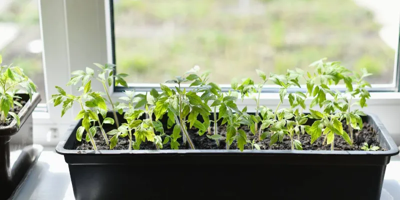 Faire un semis en intérieur