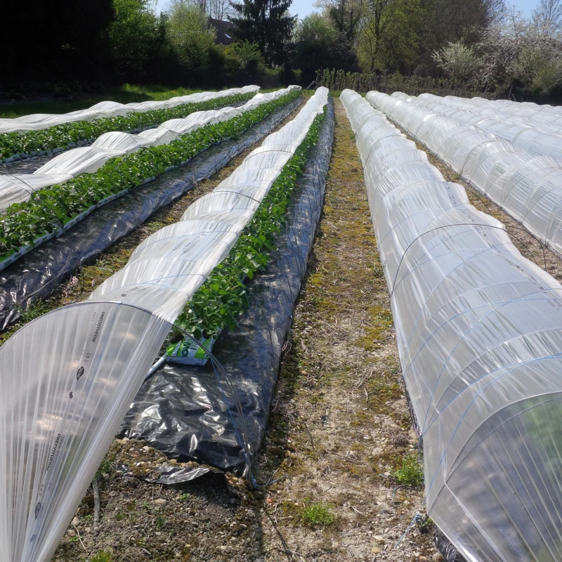 Echantillon gratuit film mini tunnel et serre - 20x10cm