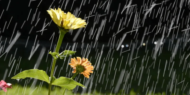 Jardin détrempé : que faire quand il pleut tout le temps ?