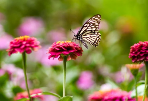 Bandeau Slider Saint-Valentin