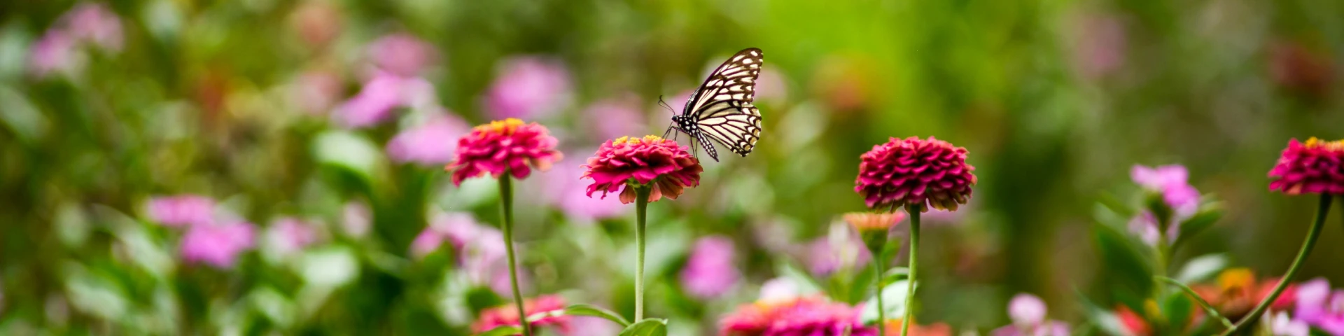 Bandeau Slider Saint-Valentin