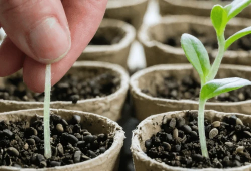 Bandeau Slider Semis-Bouturage