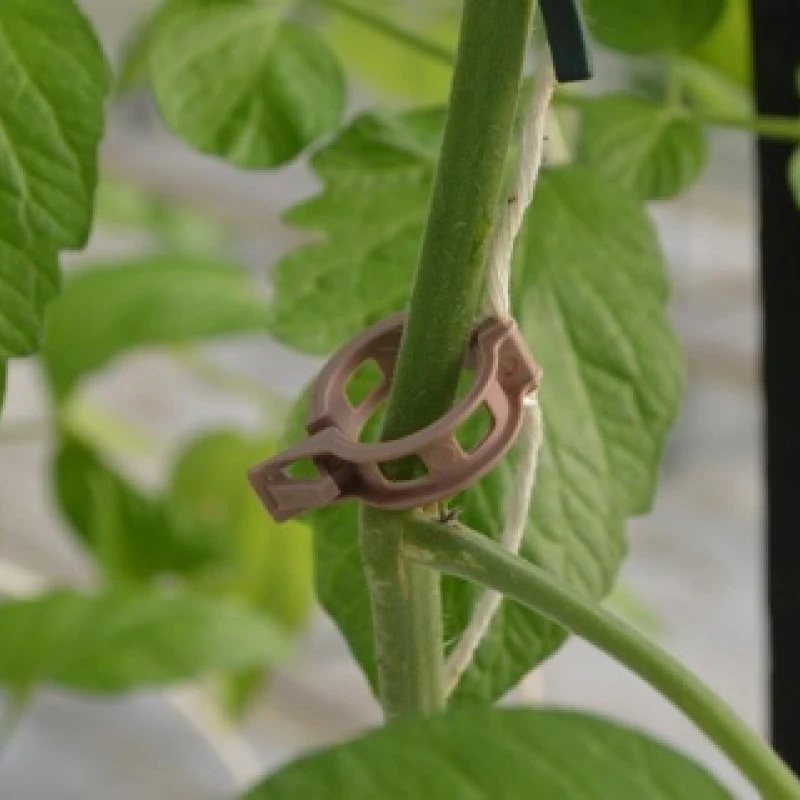 Clip marron pour tomates - Ø 23mm