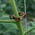 Clip marron pour tomates - Ø 23mm