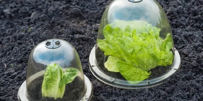 Comment utiliser la cloche à salade ?