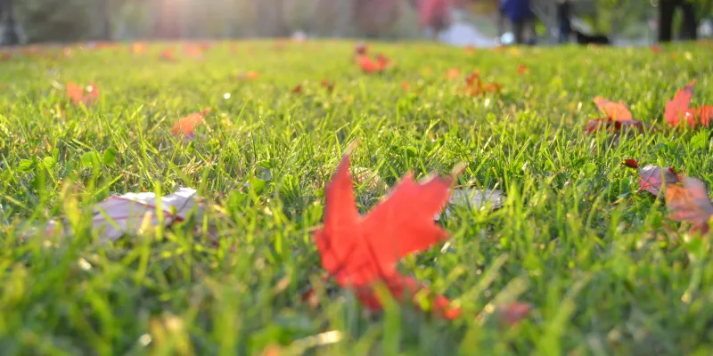 Entretenir son gazon à l’automne
