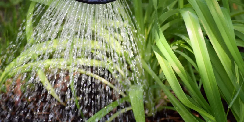 Arroser son jardin sans gaspillage