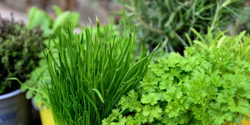 Comment créer un massif de plantes aromatiques ?