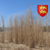 Miscanthus Bio - balle de 20kg