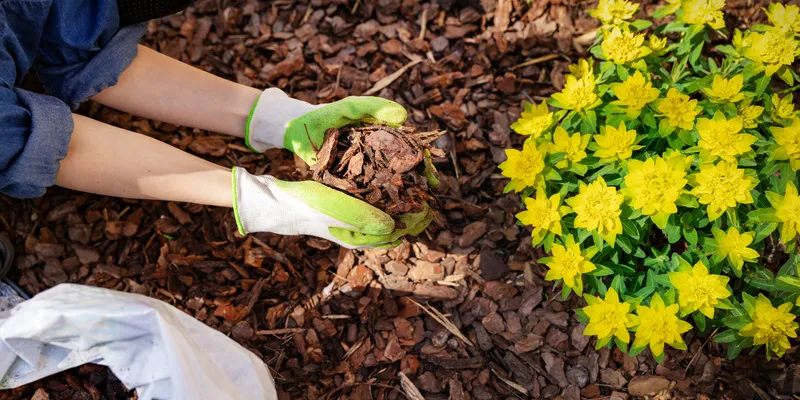 Tout savoir sur le paillage biodégradable