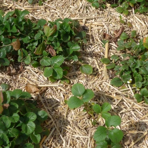 Miscanthus Bio - balle de 20kg